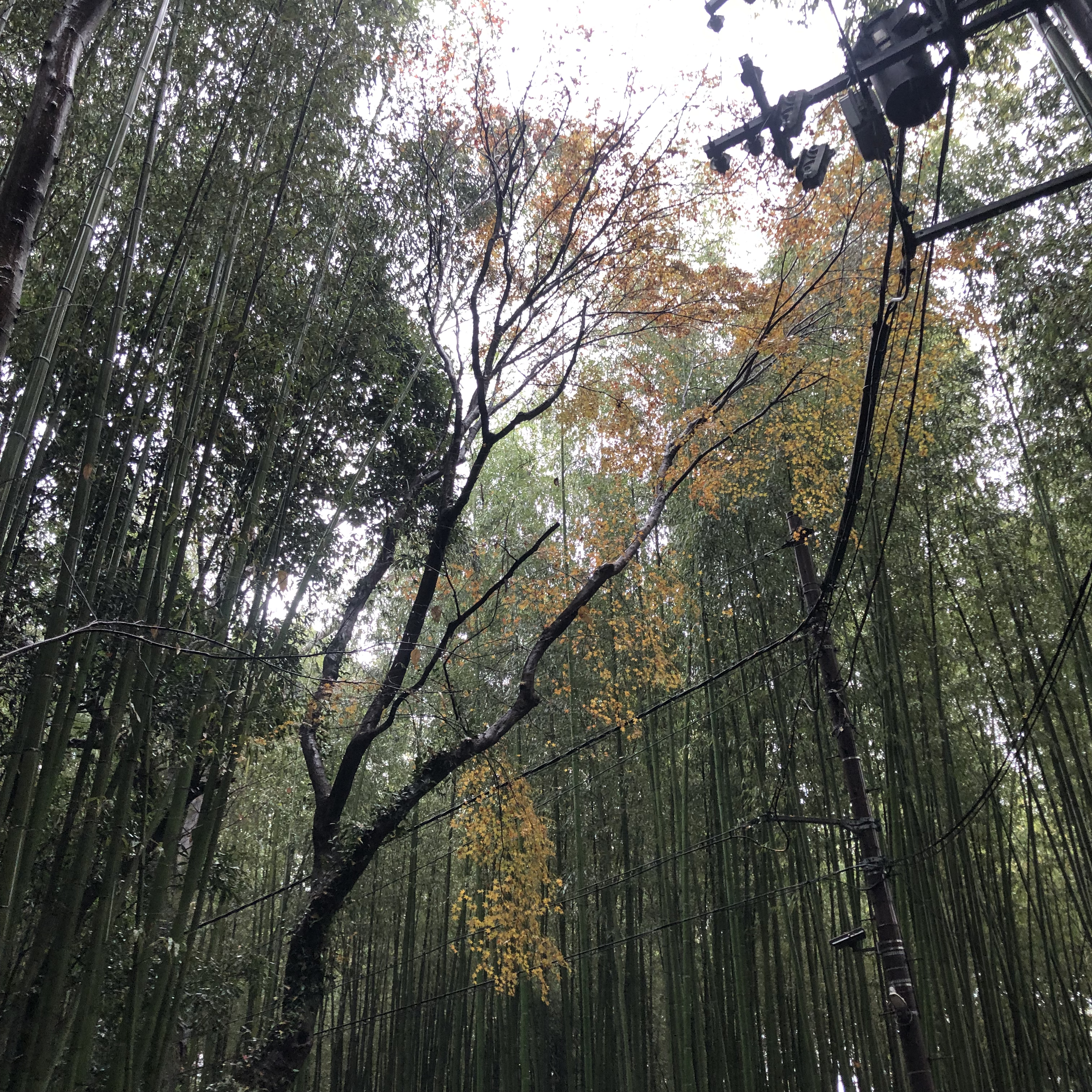 bamboo forest